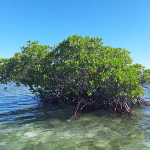 mangrove des caraïbes